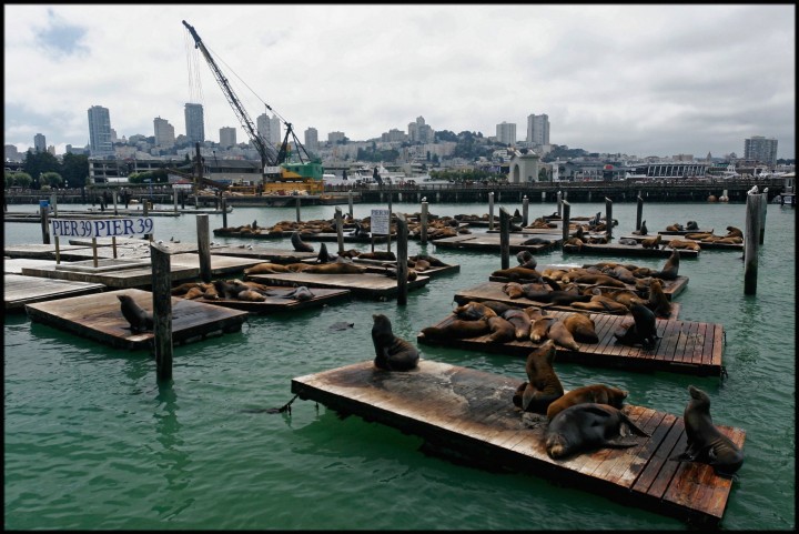 San Francisco, Pier 39, Californie, États-Unis