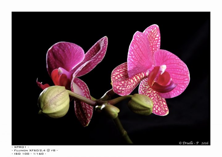 Fujinon XF 60mm f2.4 Macro